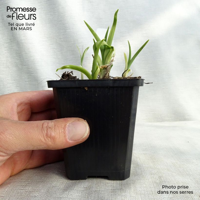 Hemerocallis lilioasphodelus - Daylily 8/9 cm pot sample as delivered in spring