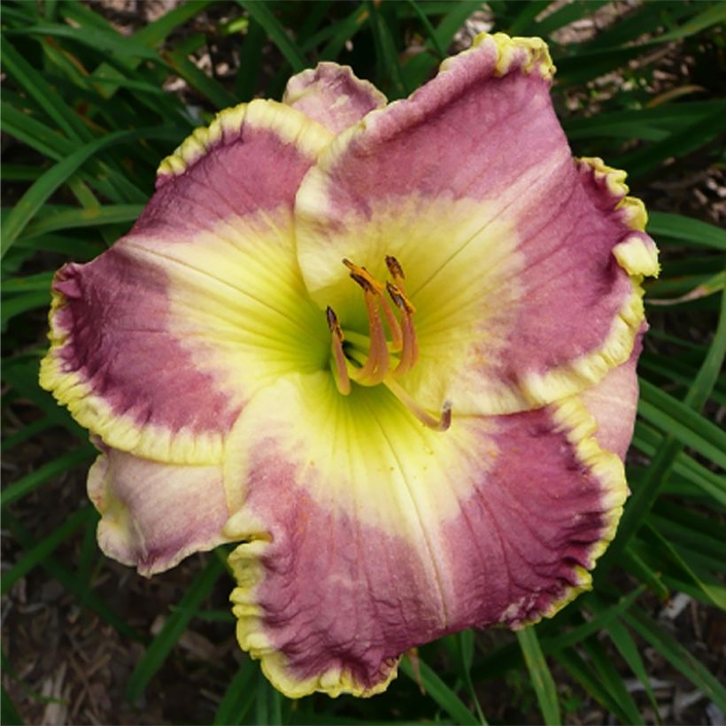 Hemerocallis Cape Breton - Daylily (Flowering)