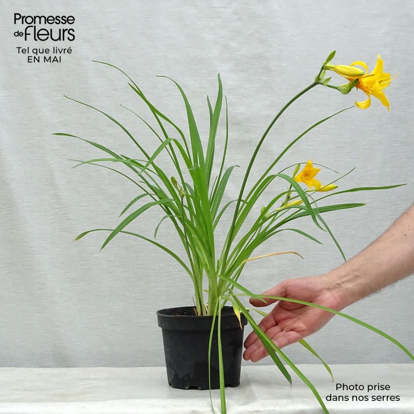 Hemerocallis middendorffii - Daylily 8/9 cm pot sample as delivered in spring