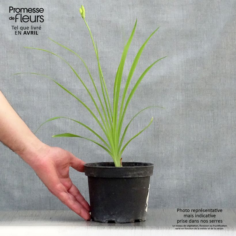 Hemerocallis middendorffii - Daylily 2L/3L pot sample as delivered in spring