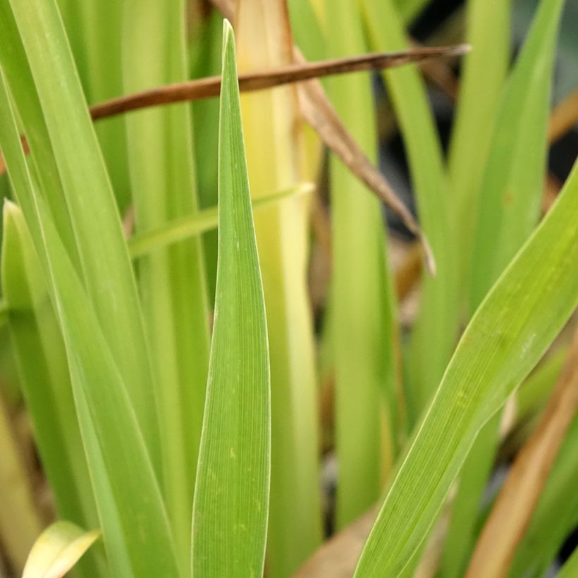 Hemerocallis Gentle Shepherd - Daylily (Foliage)