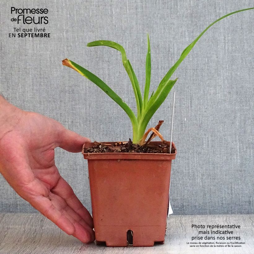 Hemerocallis Siloam Ribbon Candy - Daylily 1L/1.5L pot sample as delivered in autumn