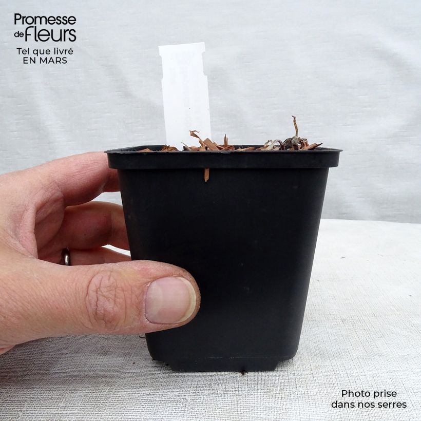 Hepatica nobilis 8/9 cm pot sample as delivered in winter