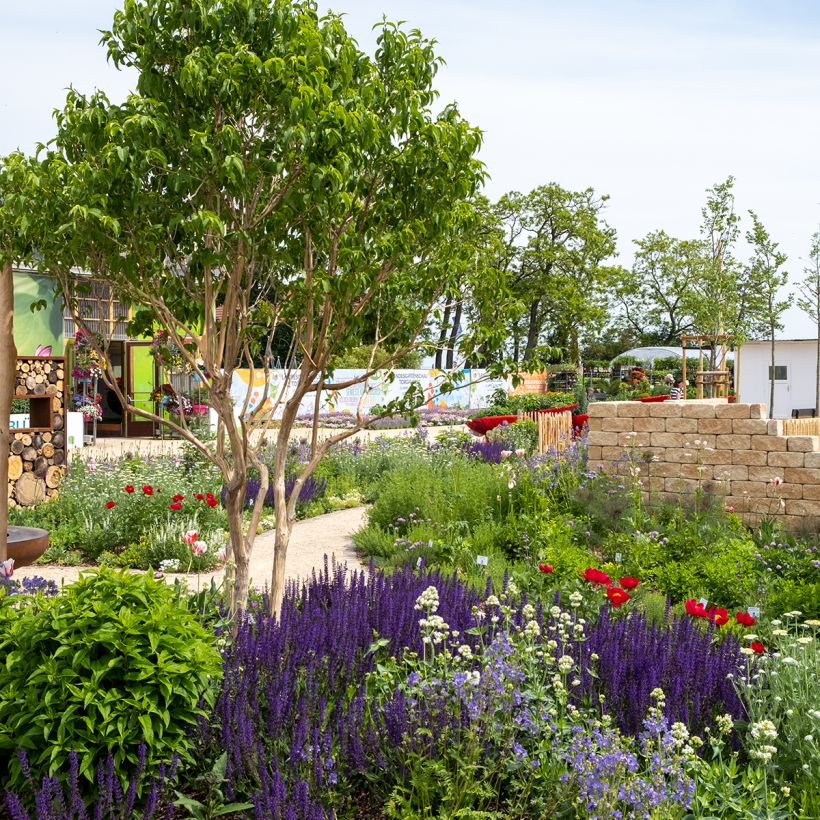 Heptacodium miconioides Temple of Bloom - Seven-son Tree (Plant habit)