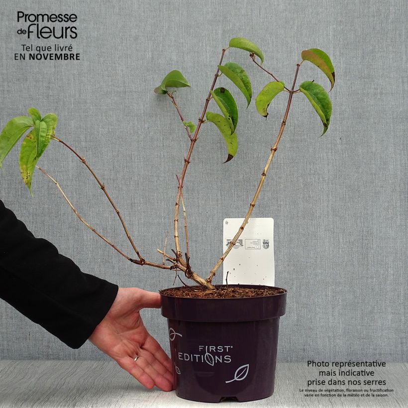Heptacodium miconioides Tianshan (R) 3L/4L pot sample as delivered in autumn