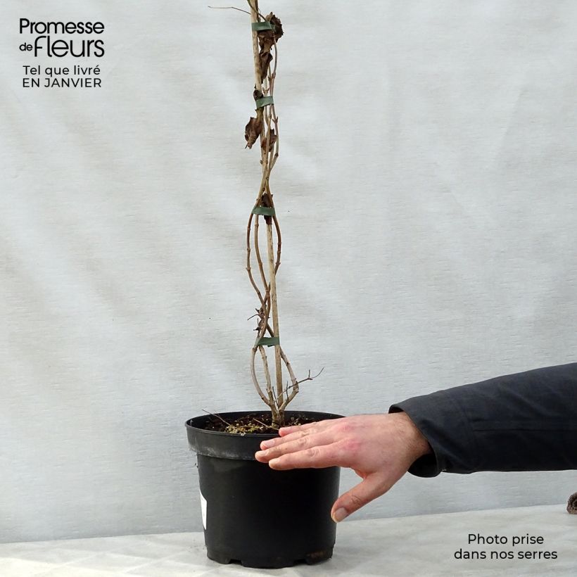 Heptacodium miconioides - Seven-son Tree 3L/4L pot sample as delivered in winter