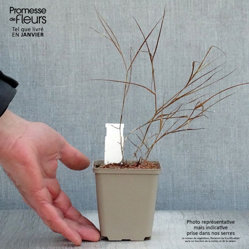 Hakonechloa macra Albostriata - Japanese Forest Grass 8/9 cm pot sample as delivered in winter