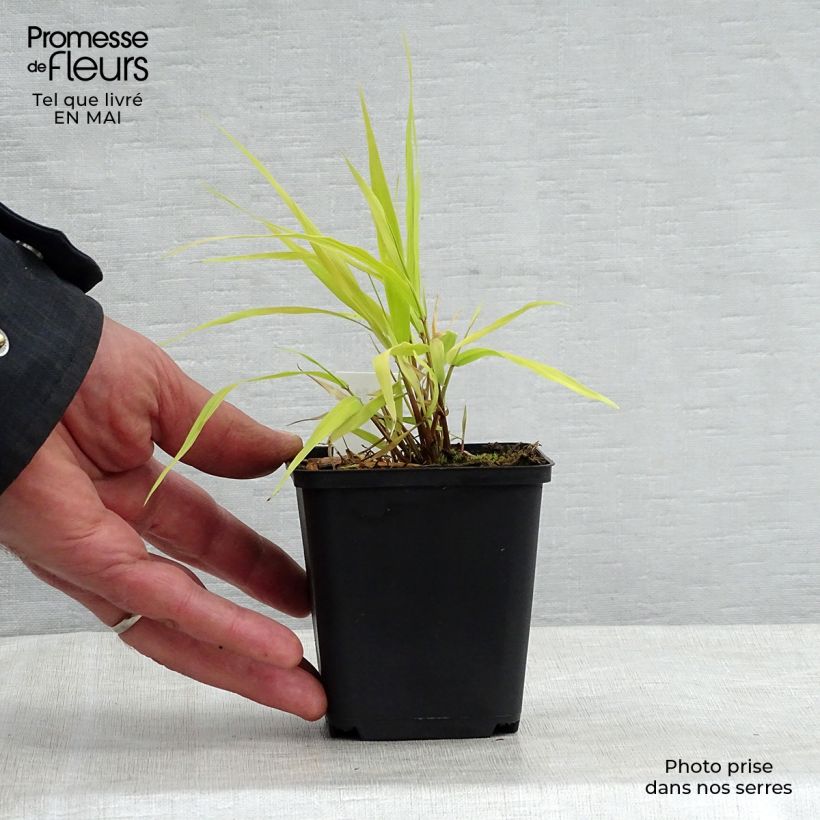 Hakonechloa macra All Gold - Japanese Forest Grass 8/9 cm pot sample as delivered in spring