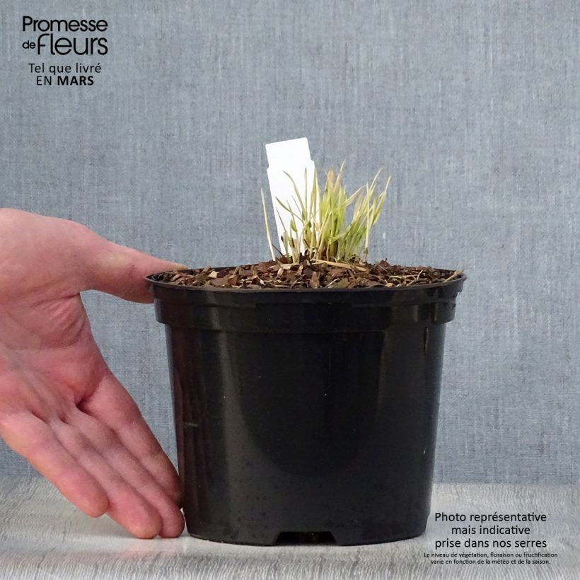 Hakonechloa macra Naomi - Japanese Forest Grass 2L/3L pot sample as delivered in spring