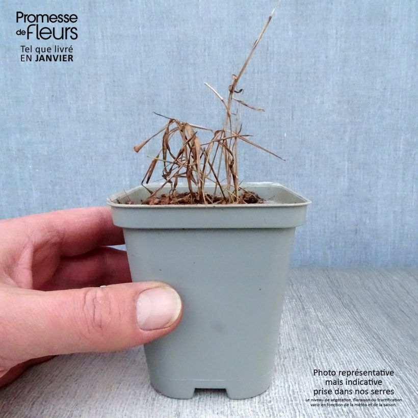 Hakonechloa macra - Japanese Forest Grass 8/9 cm pot sample as delivered in winter