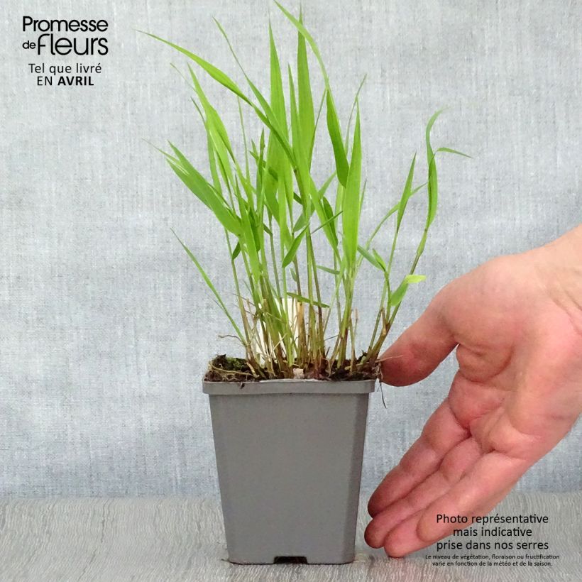 Hakonechloa macra - Japanese Forest Grass 8/9 cm pot sample as delivered in spring