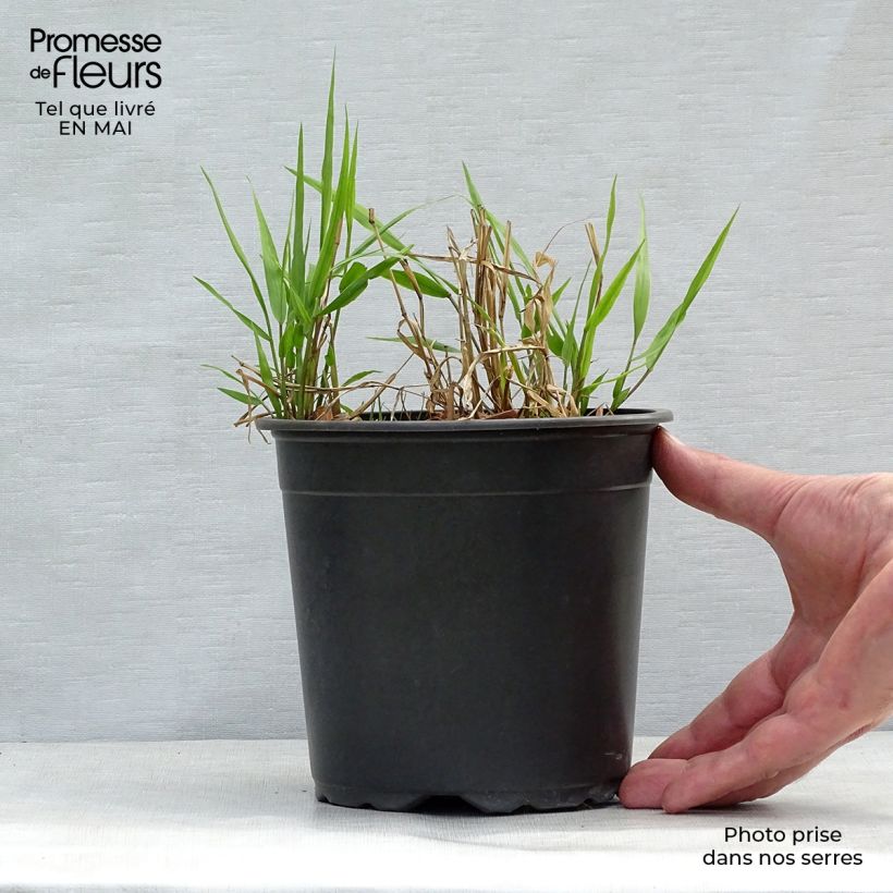 Hakonechloa macra - Japanese Forest Grass 2L/3L pot sample as delivered in spring