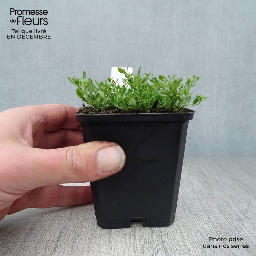Herniaria glabra 8/9 cm pot sample as delivered in winter