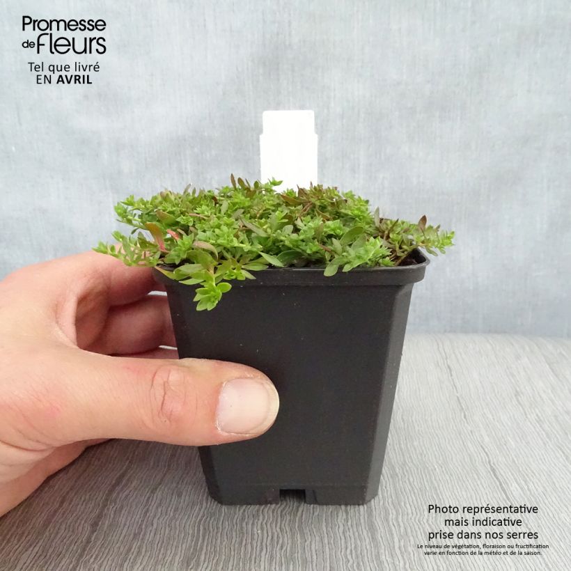 Herniaria glabra 8/9 cm pot sample as delivered in spring