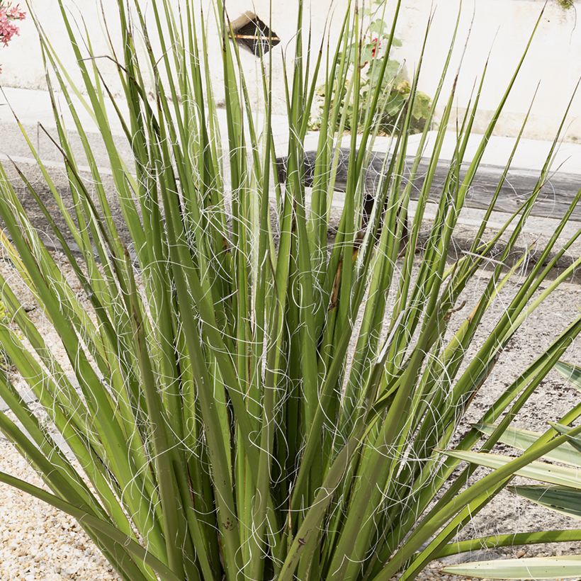 Hesperaloe parviflora Yellow Sun - Red yucca (Plant habit)
