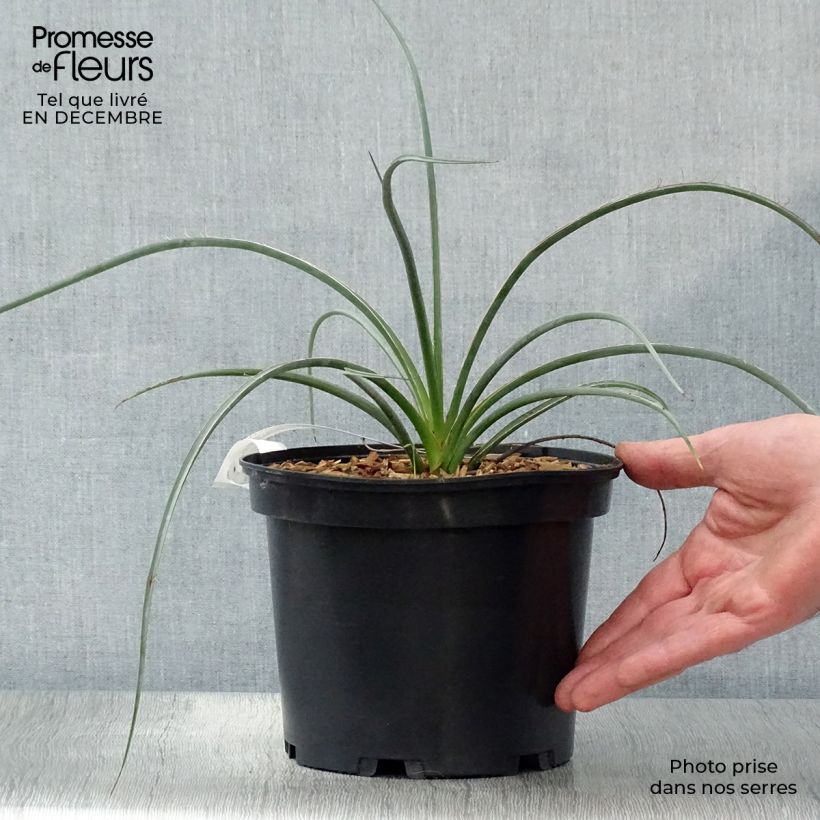 Hesperaloe parviflora Rose des Sables - Red Yucca 2L/3L pot sample as delivered in winter
