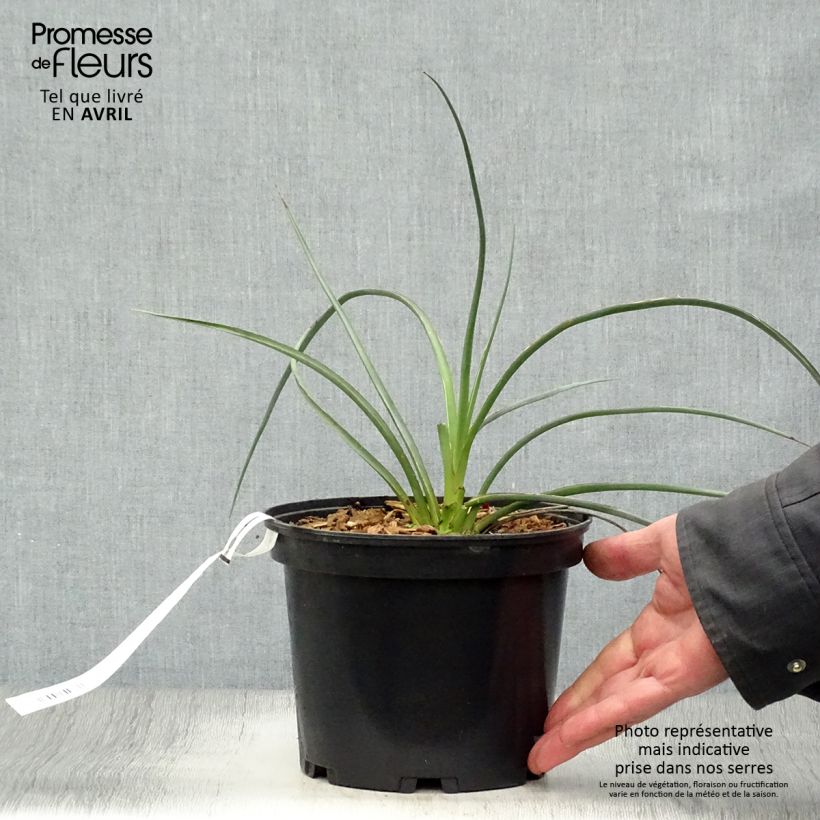 Hesperaloe parviflora Rose des Sables - Red Yucca 2L/3L pot sample as delivered in spring