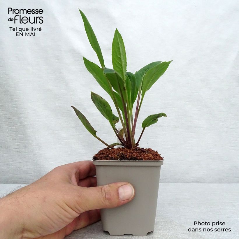 Hesperis matronalis Alba 8/9 cm pot sample as delivered in spring