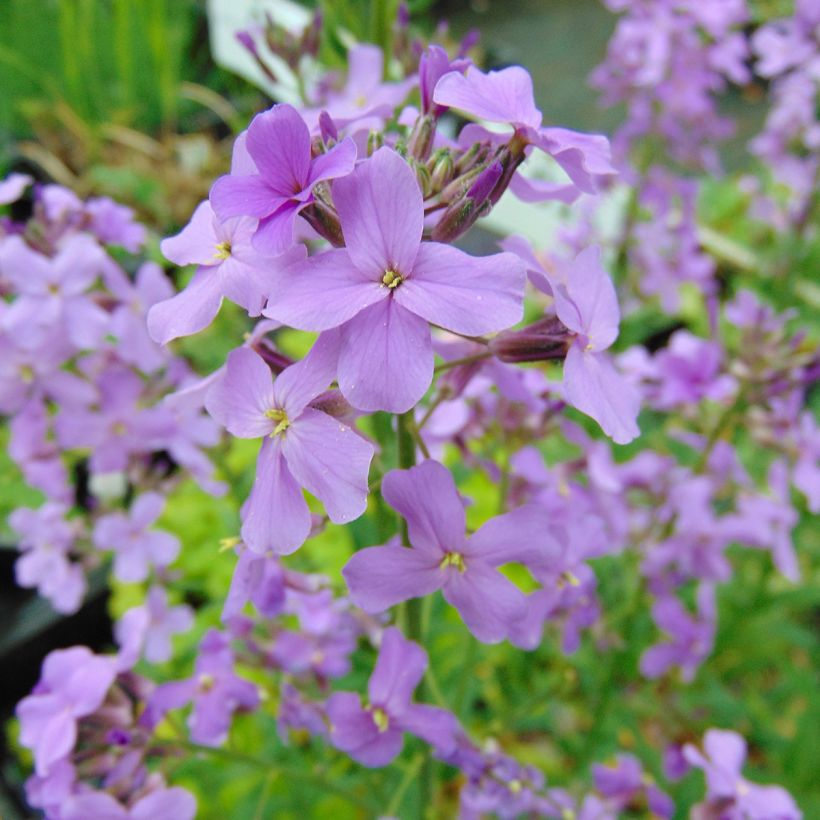Hesperis matronalis (Flowering)