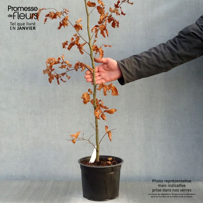 Fagus sylvatica - Beech 3L/4L pot sample as delivered in winter