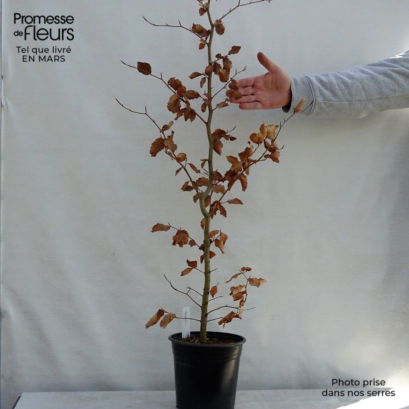 Fagus sylvatica - Beech 2L/3L pot sample as delivered in spring