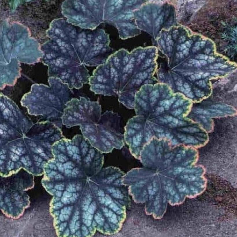Heuchera  Beauty Colour (Foliage)