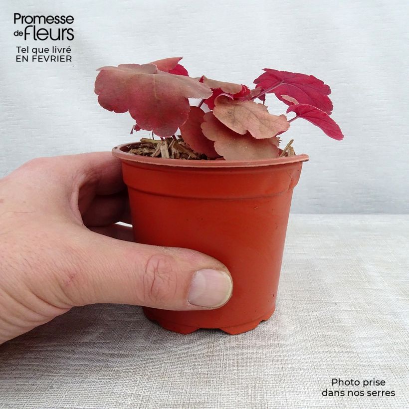 Heuchera Caribbean Sea 8/9 cm pot sample as delivered in winter