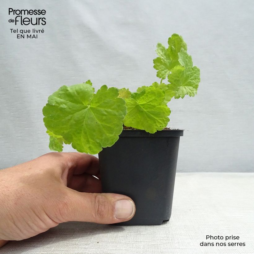 Heuchera hybrida Little Cuties Sweet Tart 8/9 cm pot sample as delivered in spring