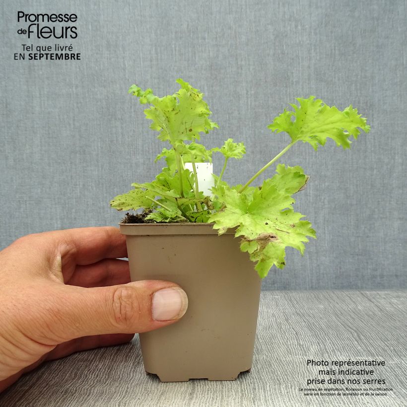 Heuchera hybrida Pear Crisp 8/9 cm pot sample as delivered in autumn