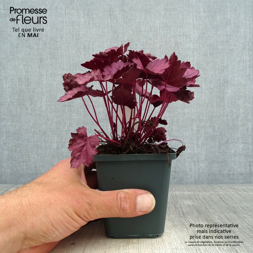 Heuchera Pink Panther 8/9 cm pot sample as delivered in spring