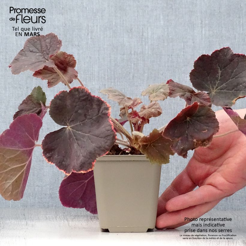 Heuchera XXL 8/9 cm pot sample as delivered in spring