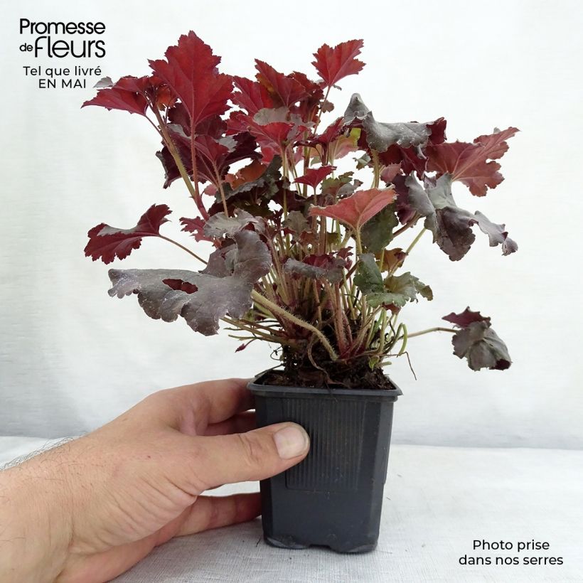 Heuchera micrantha Cappuccino 8/9 cm pot sample as delivered in spring