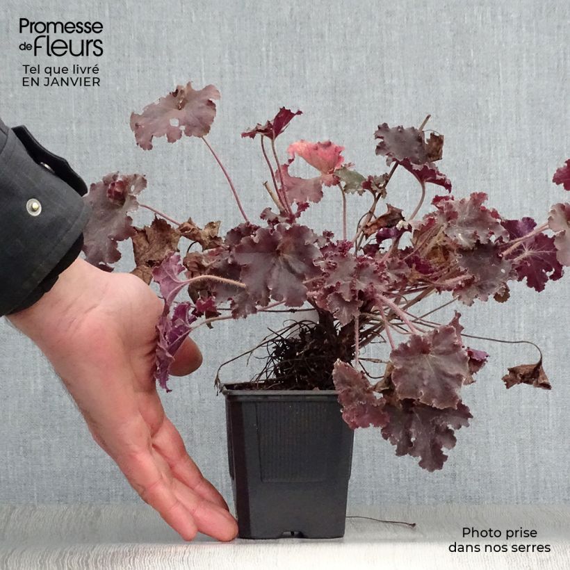 Heuchera micrantha Cappuccino 8/9 cm pot sample as delivered in winter