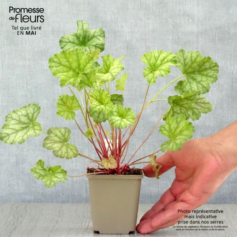 Heuchera Mint Frost 8/9 cm pot sample as delivered in spring