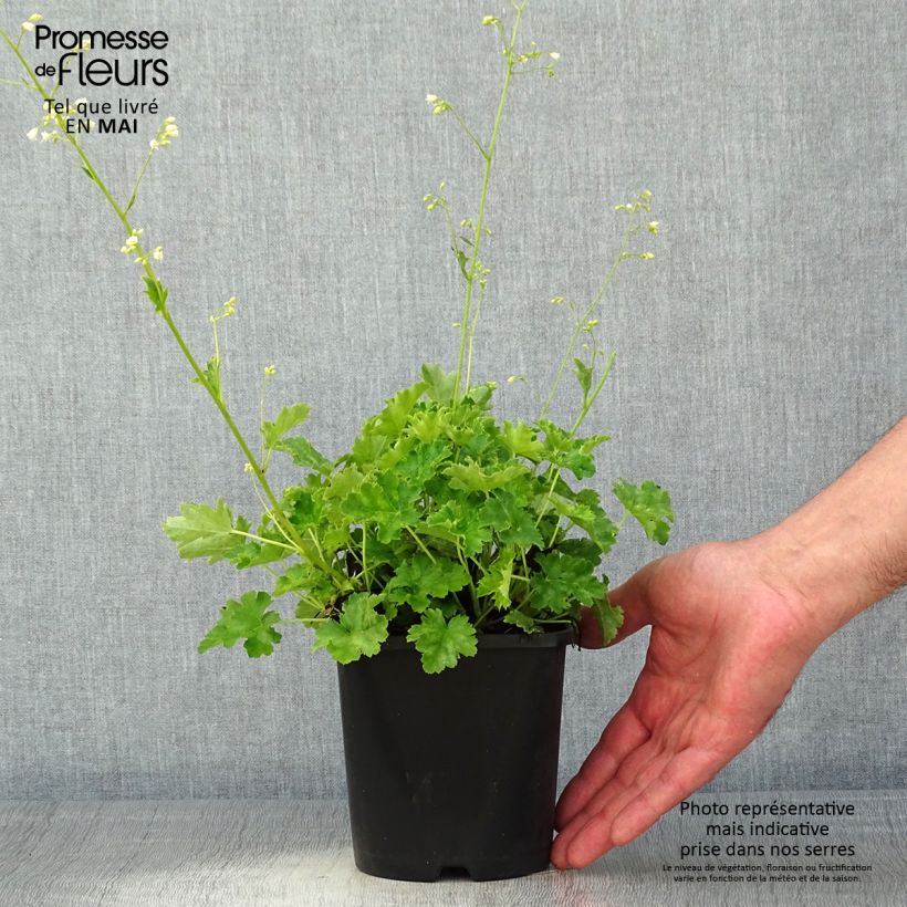 Heuchera hybrida Apple Crisp 1L/1.5L pot sample as delivered in spring