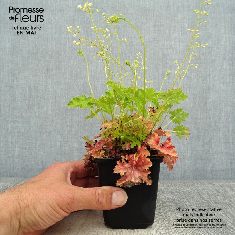 Heuchera hybrida Apple Crisp 8/9 cm pot sample as delivered in spring