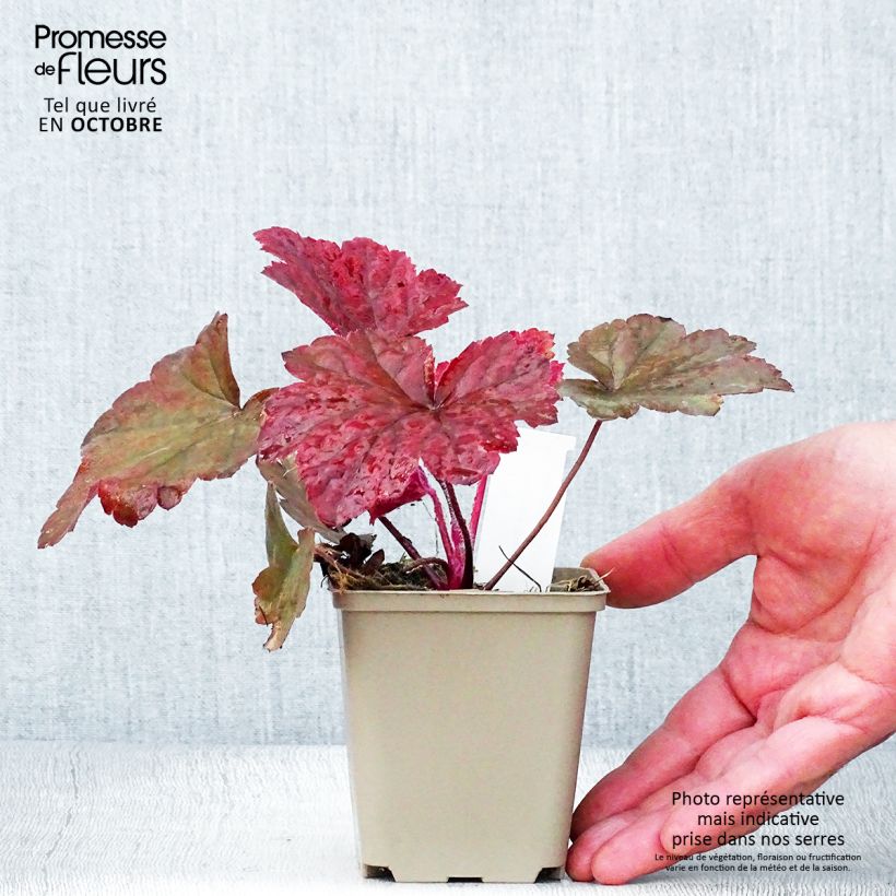 Heuchera Bloody Dinosaur 8/9 cm pot sample as delivered in autumn
