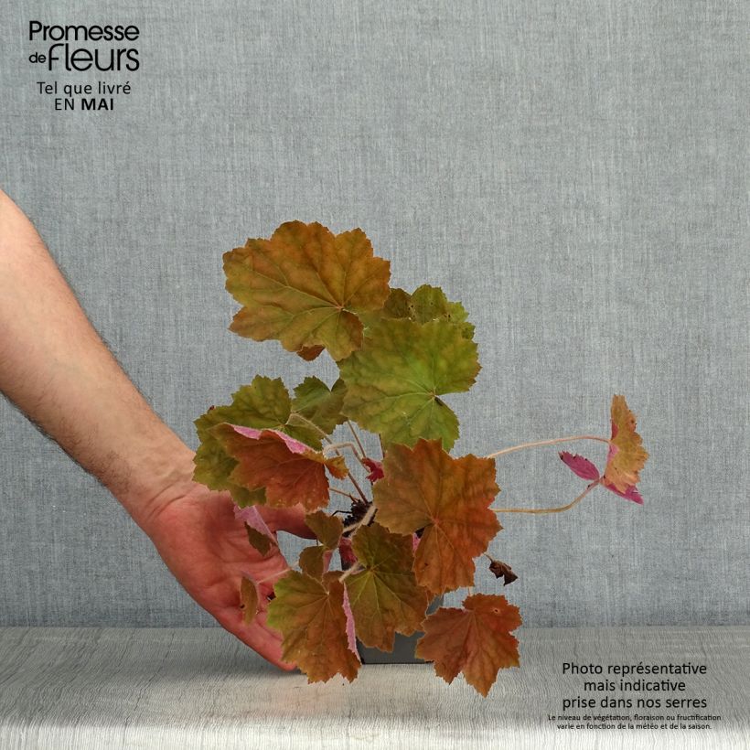 Heuchera villosa Brownies 8/9 cm pot sample as delivered in spring