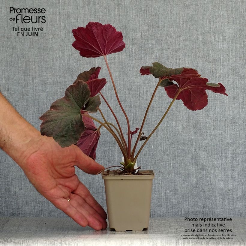 Heuchera Dark Magic 8/9 cm pot sample as delivered in summer