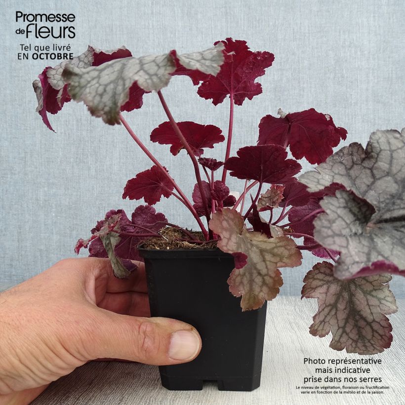 Heuchera Amethyst Myst 8/9 cm pot sample as delivered in autumn