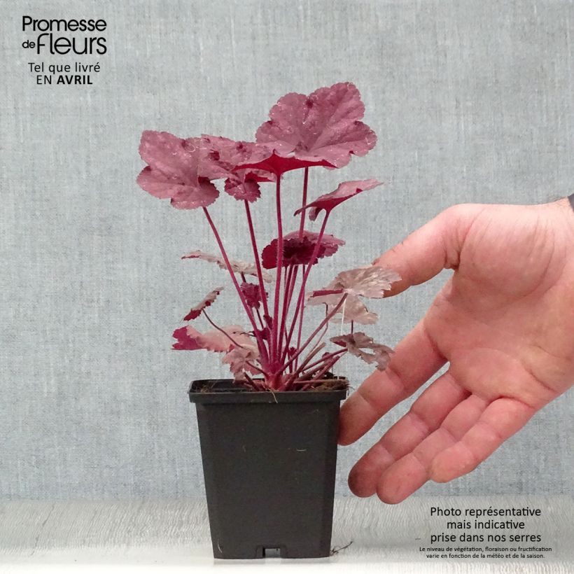 Heuchera Beaujolais 8/9 cm pot sample as delivered in spring