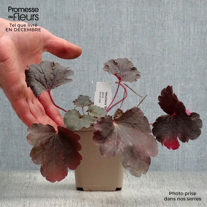 Heuchera Bella Notte 8/9 cm pot sample as delivered in winter