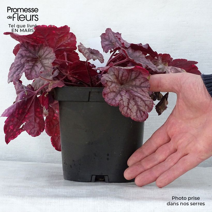 Heuchera Berry Smoothie 1.5L/2L pot sample as delivered in spring