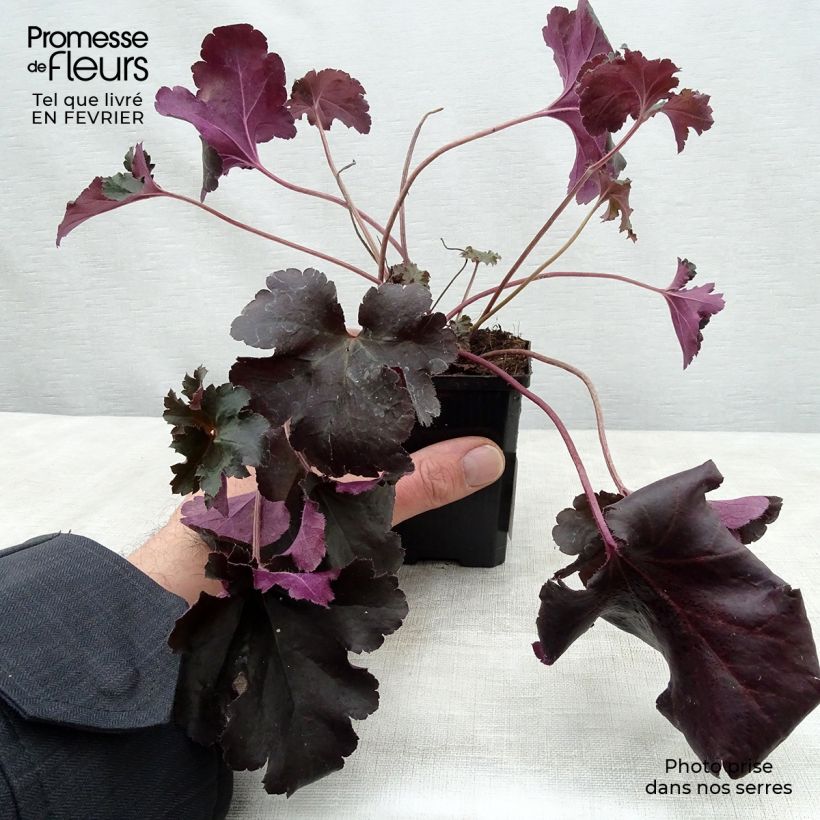 Heuchera villosa Black Pearl 8/9 cm pot sample as delivered in winter