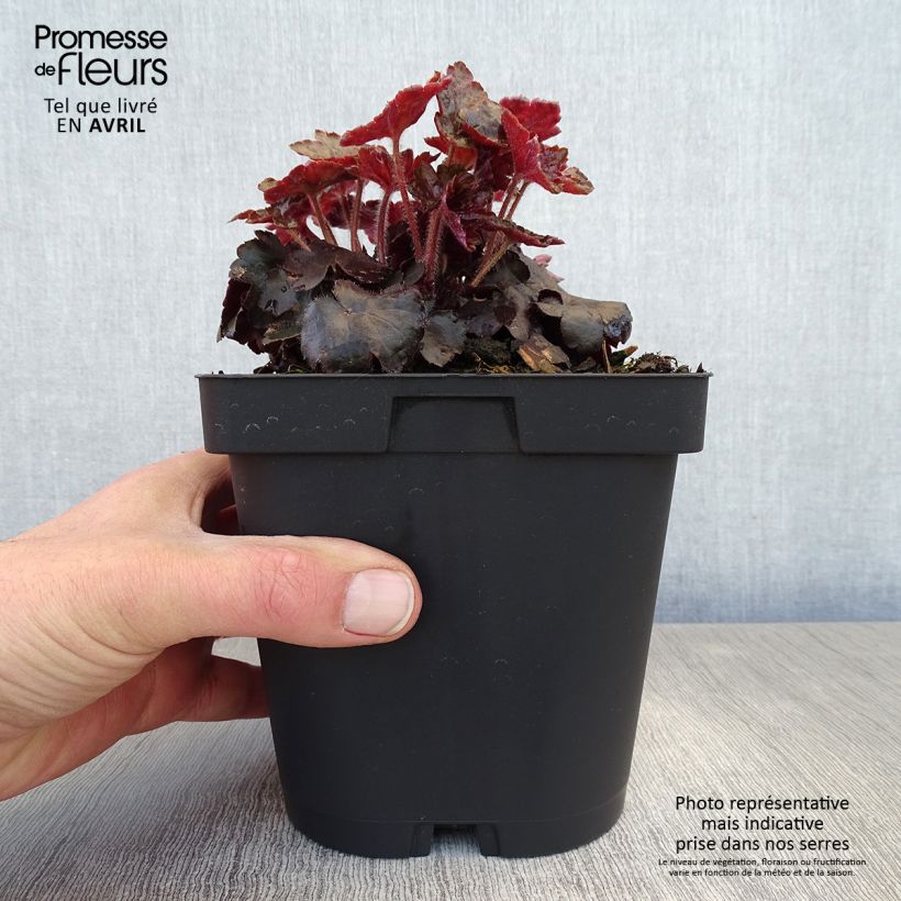Heuchera Blackout 2L/3L pot sample as delivered in spring