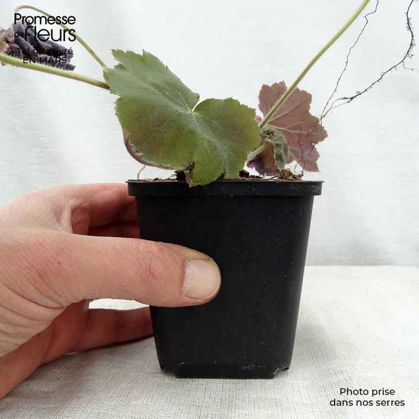 Heuchera villosa Bronze Beauty 8/9 cm pot sample as delivered in spring