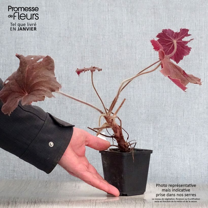 Heuchera villosa Bronze Beauty 8/9 cm pot sample as delivered in winter