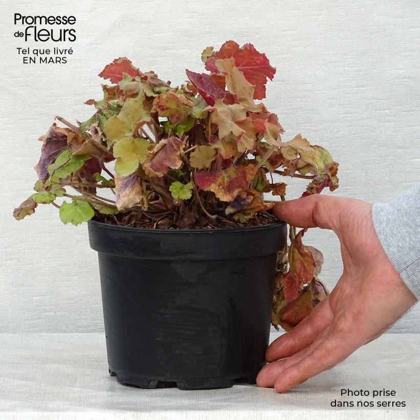 Heuchera villosa Caramel 2L/3L pot sample as delivered in spring