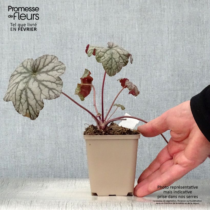 Heuchera Cascade Dawn 8/9 cm pot sample as delivered in winter