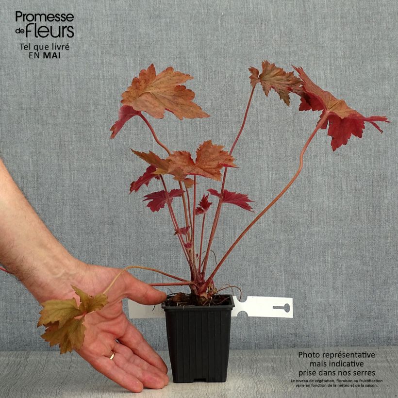 Heuchera Copper Dinosaur 8/9 cm pot sample as delivered in spring